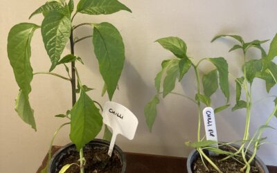 Chillies